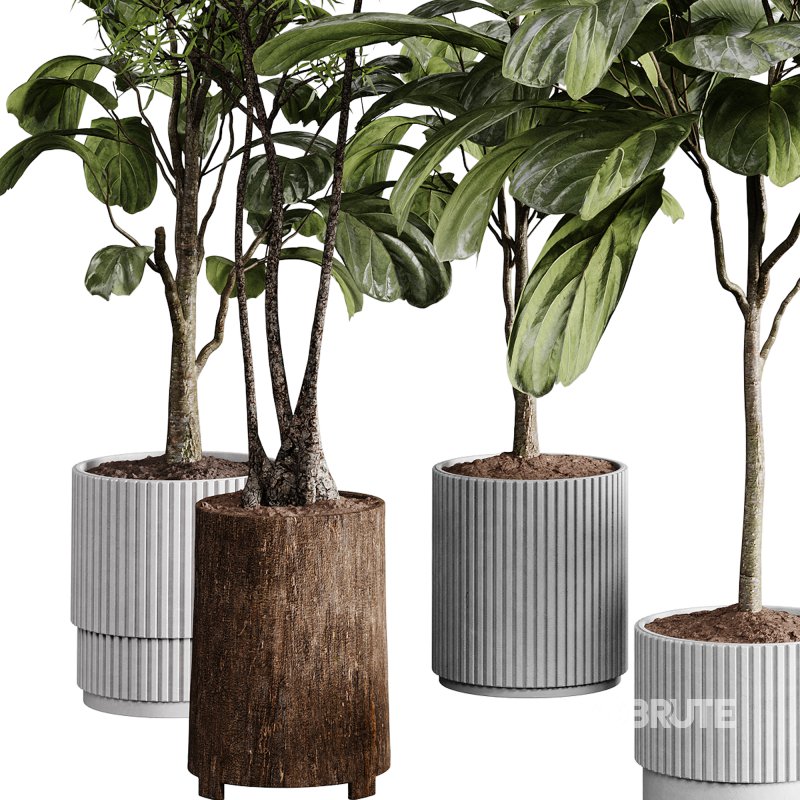 indoor plants 110 – plant collections in pot Image 2