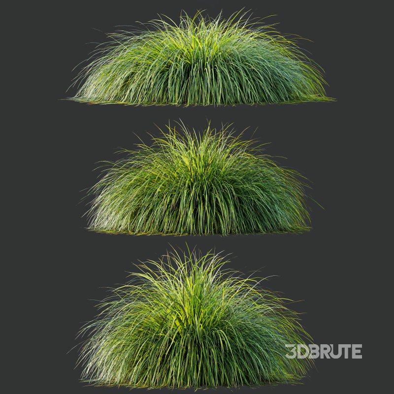 ntal grass native to moist meadows across Europe and western Asia. Its arching lime-yellow blades form dense mounds that shimmer in the light, offering a soft, flowing texture ideal for borders, ground covers, and contemporary garden compositions. Image 6