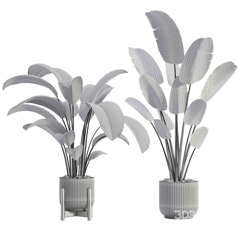 Indoor Plant 03 Image 4