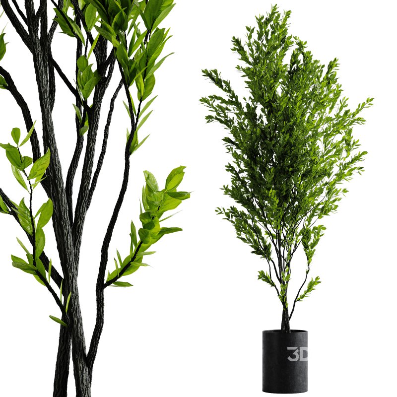 Indoor Plants – 70 Plant in pot Image 1