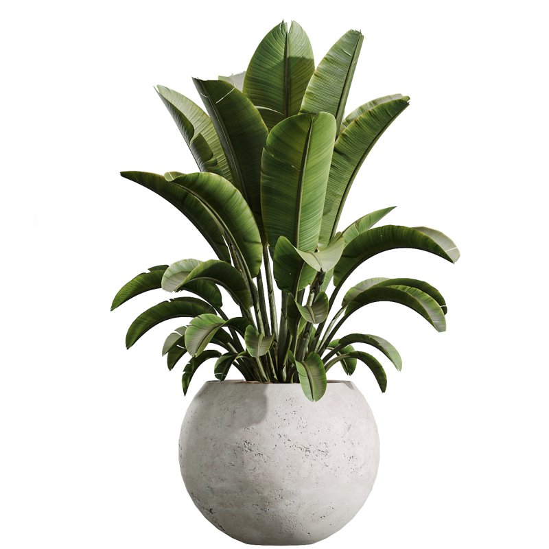 AV Indoor Plants Set 251 Olive Eucalyptus Japandi Ficus Banana Strelitzia Peace Lily Image 6