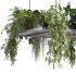 Hanging indoor Plants - Thumbnail 2