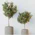 AV Indoor Plants Set 265 Olive Elegant Mission and Areca Palm and Fruit Orange Calamondin Tree - Thumbnail 5