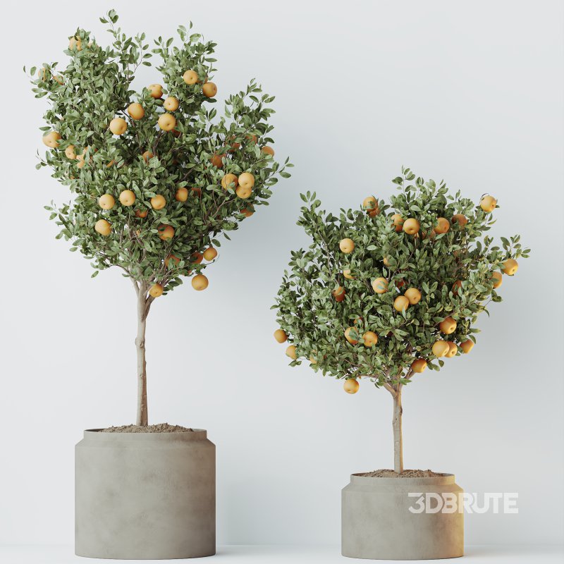 AV Indoor Plants Set 265 Olive Elegant Mission and Areca Palm and Fruit Orange Calamondin Tree Image 5