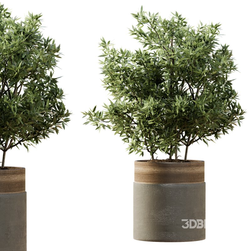 Indoor Plant 43 Image 5