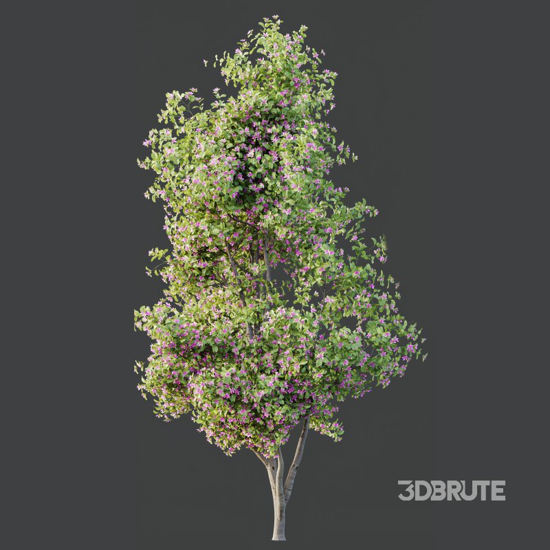 AV Spring blooming trees Butterfly Orchid Geranium Bauhinia and Amelanchier Lamarckii Image 4