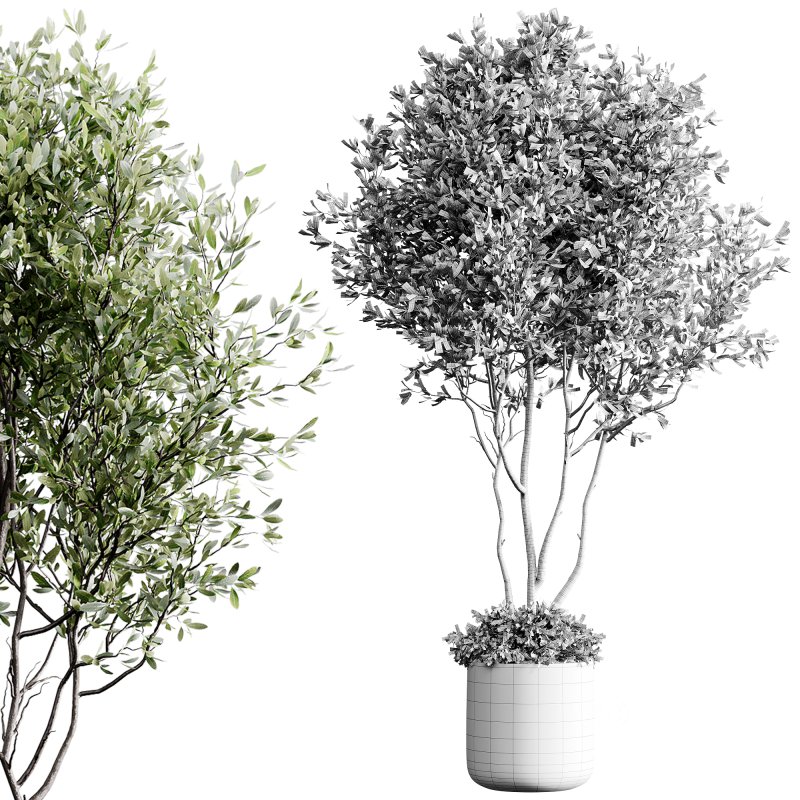 indoor plants 126 – plant in pot Image 3