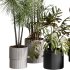 indoor plants 107 – plant collections in pot - Thumbnail 6