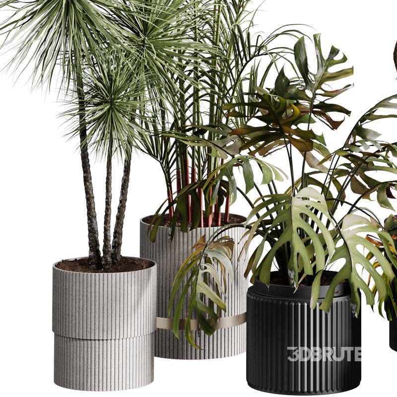 indoor plants 107 – plant collections in pot Image 6
