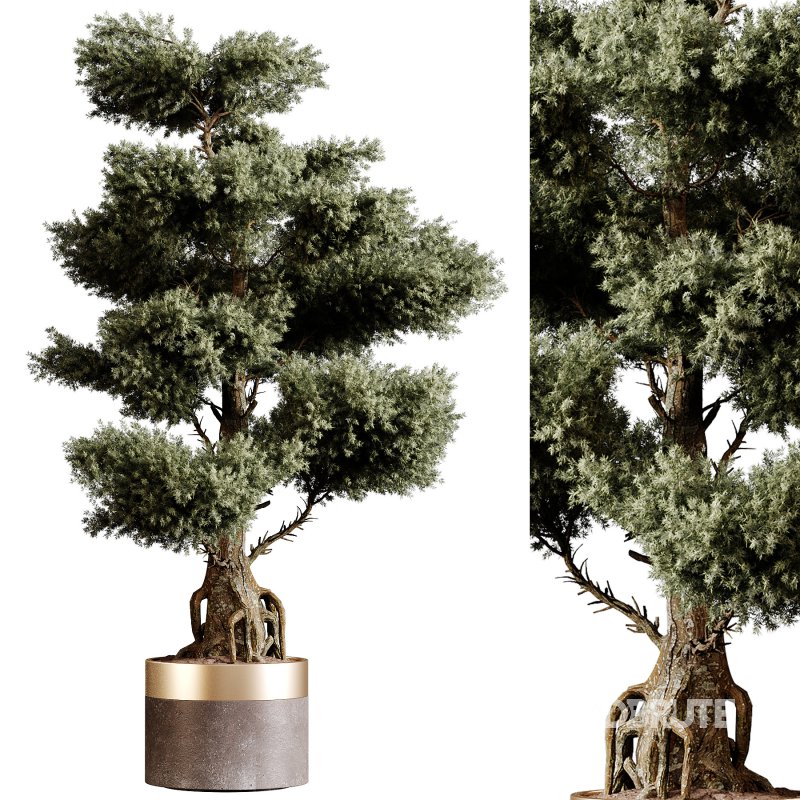 Indoor plants 83 – Plant in pot Image 2