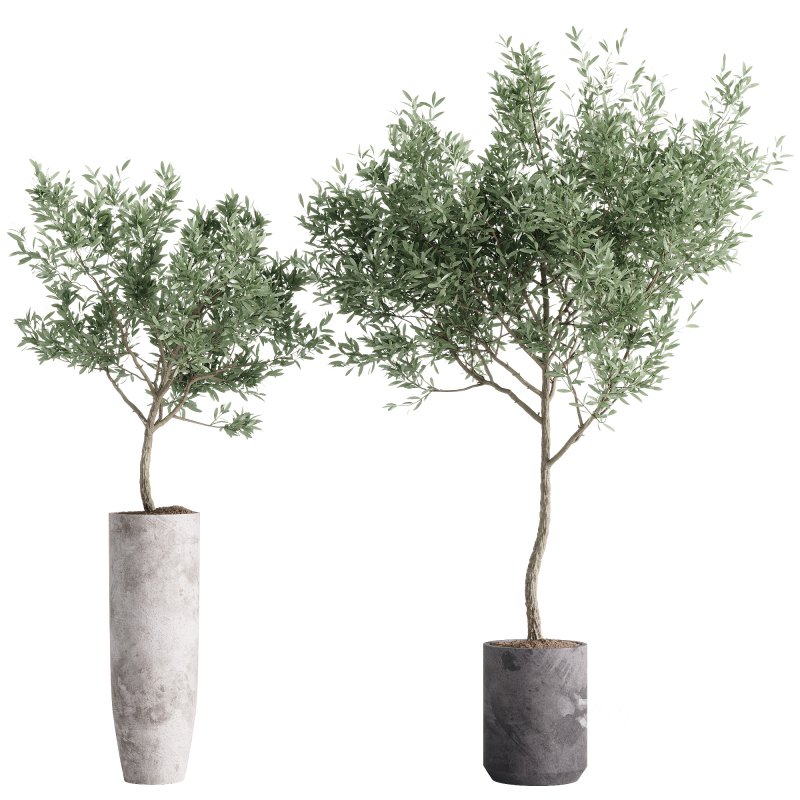 indoor plants – 55 plant in pot Image 3