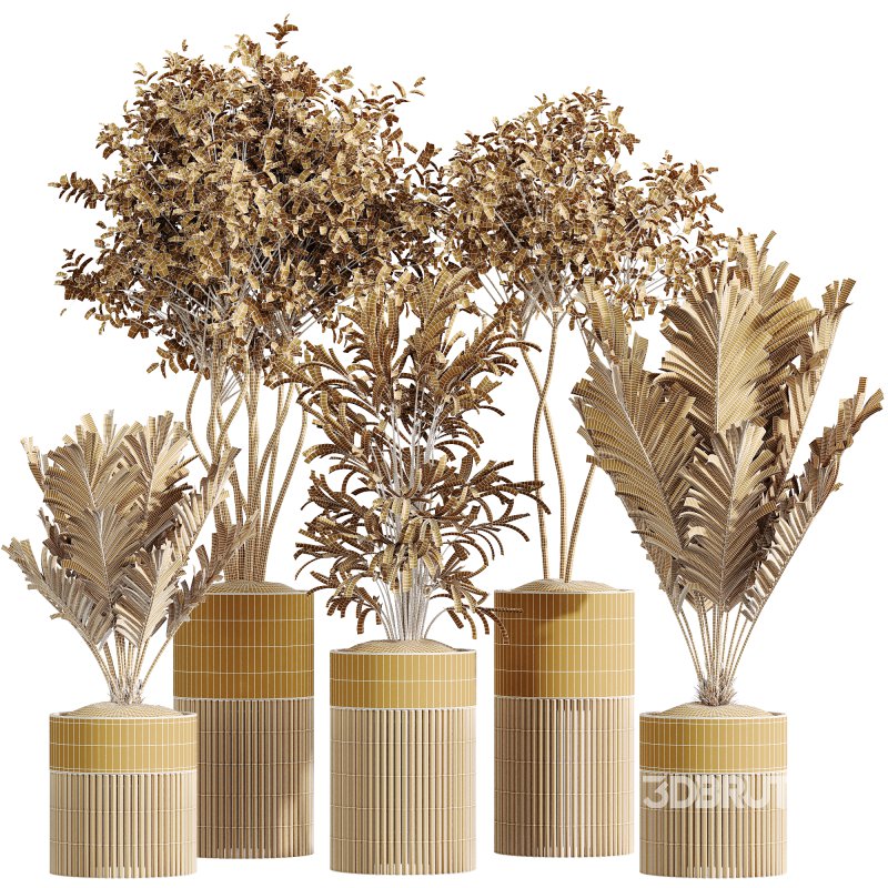 AV Indoor Plants Set 266 Areca Palm and Dypsis Lutescens and Beech Olea Europaea Olive Eucalyptus Image 7