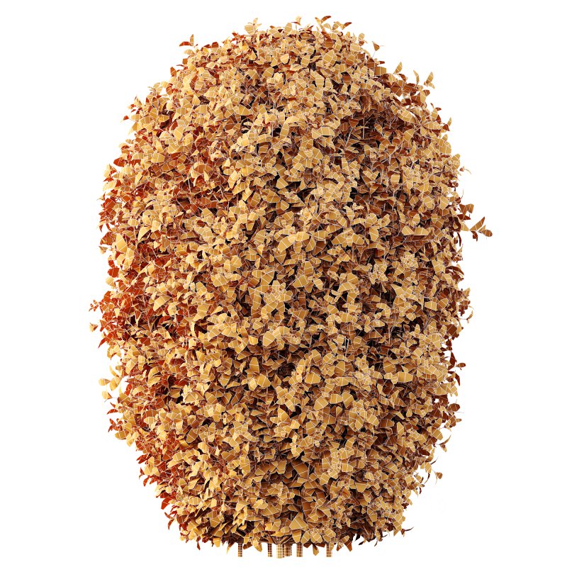 ntal strength to any architectural landscape. Native to Japan and Korea, this variegated privet is celebrated for its dense, glossy foliage edged with creamy yellow to golden margins—perfectly sculpted into geometric topiary forms or classic hedge rows. Image 6