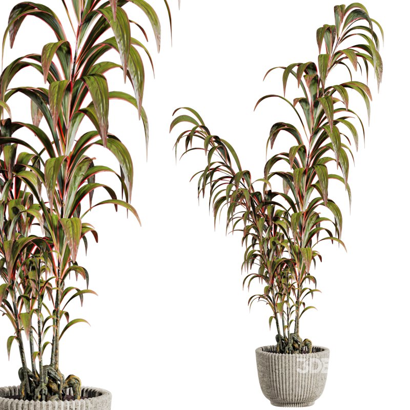 potted plants Image 2