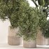 Indoor Plant Set 0154 - Thumbnail 2