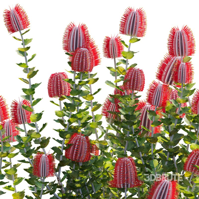 Scarlet Banksia – Banksia coccinea 02 Image 4