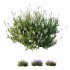 AV spring bushes Lavandula Pedunculata Atlantica Stoechas Subpedunculata and Fruticosa Coastal Rosemary - Thumbnail 9