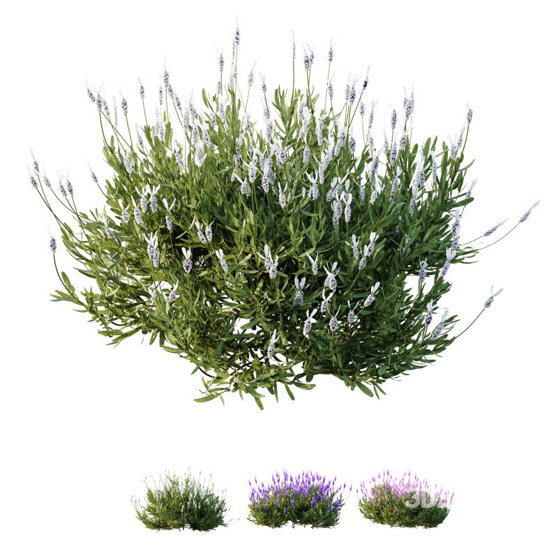 AV spring bushes Lavandula Pedunculata Atlantica Stoechas Subpedunculata and Fruticosa Coastal Rosemary Image 9