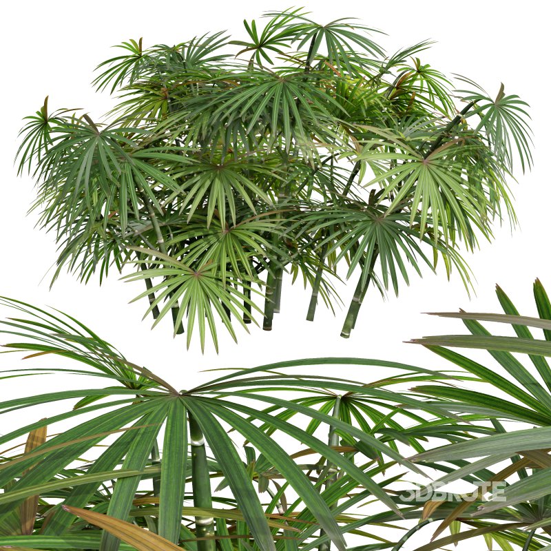 AV spring bushes Sambucus Nigra and Rhapis Excelsa Image 5