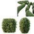 ntal strength to any architectural landscape. Native to Japan and Korea, this variegated privet is celebrated for its dense, glossy foliage edged with creamy yellow to golden margins—perfectly sculpted into geometric topiary forms or classic hedge rows. - Thumbnail 3