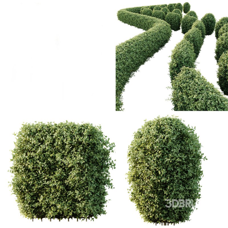 ntal strength to any architectural landscape. Native to Japan and Korea, this variegated privet is celebrated for its dense, glossy foliage edged with creamy yellow to golden margins—perfectly sculpted into geometric topiary forms or classic hedge rows. Image 3