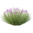 plant bush Flower Lavandula pedunculata 01 - Thumbnail 1