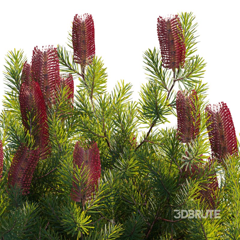 Banksia spinulosa – Hairpin Banksia 03 Image 3
