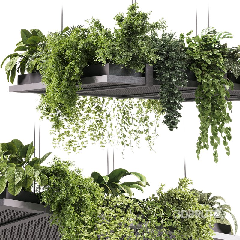 indoor plants – 51 Hanging indoor plant Image 5