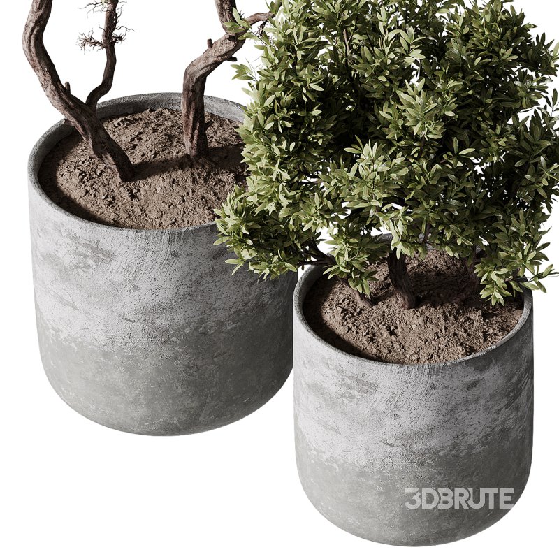 indoor plants – 67 plant in pot Image 5