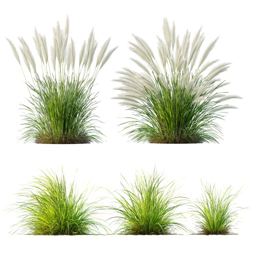 ntal grasses—**Nassella tenuissima**, also known as Mexican Feather Grass, and **Carex elata ‘Aurea’**, a golden sedge celebrated for its radiant chartreuse foliage.