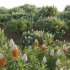 Banksia prionotes – Acorn banksia 02 - Thumbnail 3