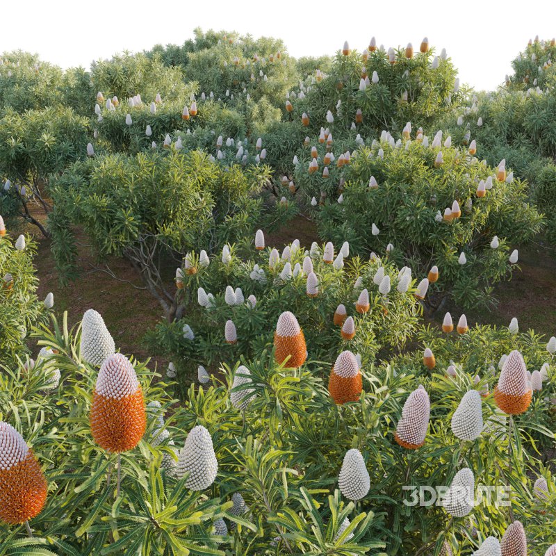 Banksia prionotes – Acorn banksia 02 Image 3