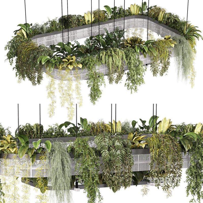 hanging indoor plants 02 Image 6