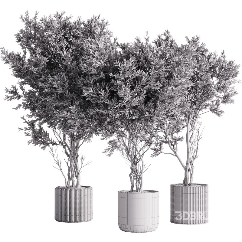 indoor plants – 57 plant in pot Image 2