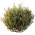 AV Spring flowering shrubs Nerium Rose Pink and Ixora Jasmine Coccinea Red Yellow - Thumbnail 2
