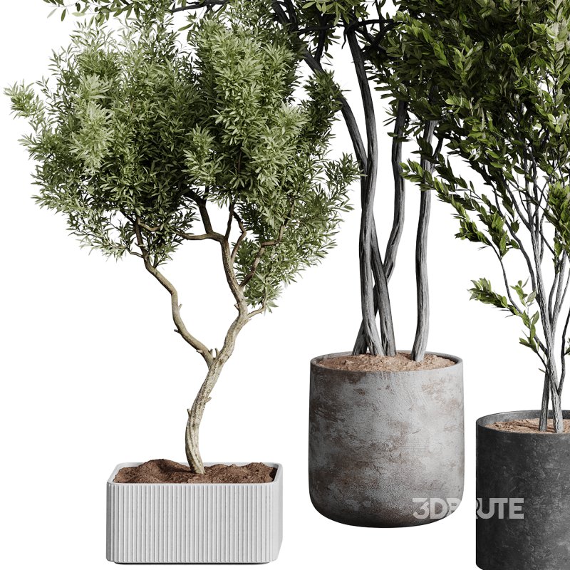 indoor plants 112 – plant collections in pot Image 6