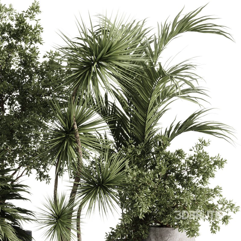 indoor plants – 34 plant collections in pot Image 6