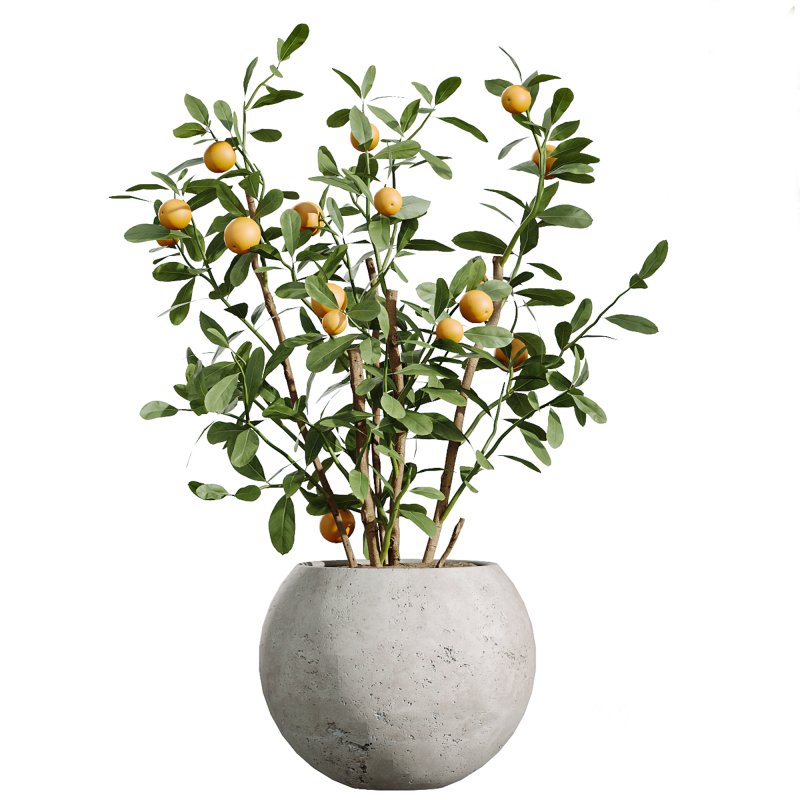 AV Indoor Plants Set 261 Beech Olea Europaea Olive Eucalyptus and Japandi Ficus Dracaena Marginata and Fruit Bonsai Orange Tree Image 5