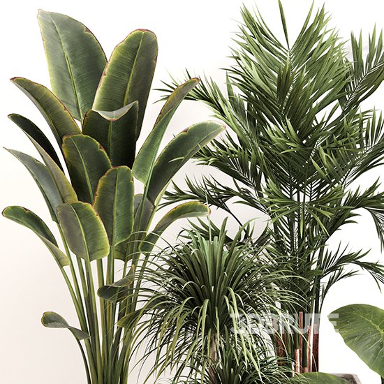 Indoor Plant Set 0157 Image 2