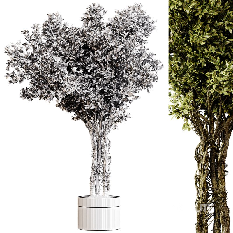 Indoor plants 87 – Plant in pot Image 1