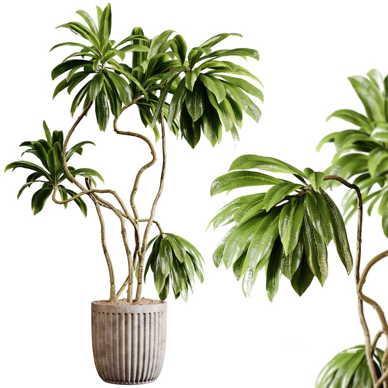 Indoor plants 94- Plant in pot Image 1