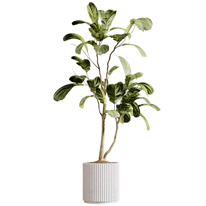 Indoor plants 89 – Plant in pot Image 2