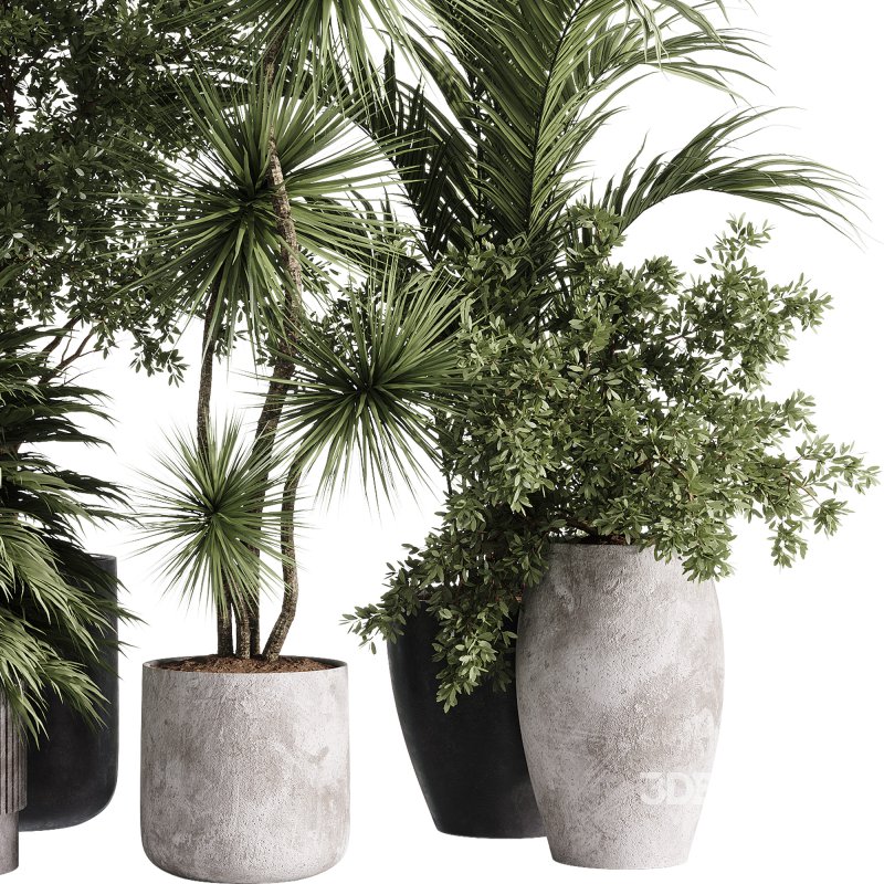 indoor plants – 34 plant collections in pot Image 1