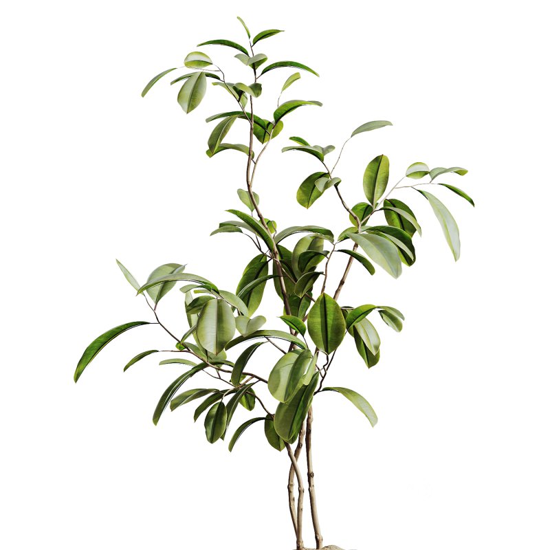 AV Indoor Plants Set 279 Areca Palm and Calathea Lutea and Ficus Marginata and Yucca Image 2