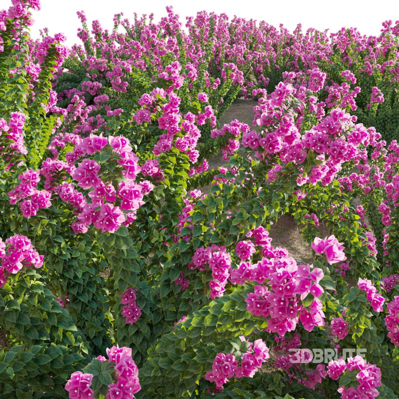 Bougainvillea – Paper Flower 01 Image 6