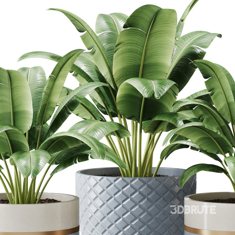 Spathiphyllum wallisii flower Image 3