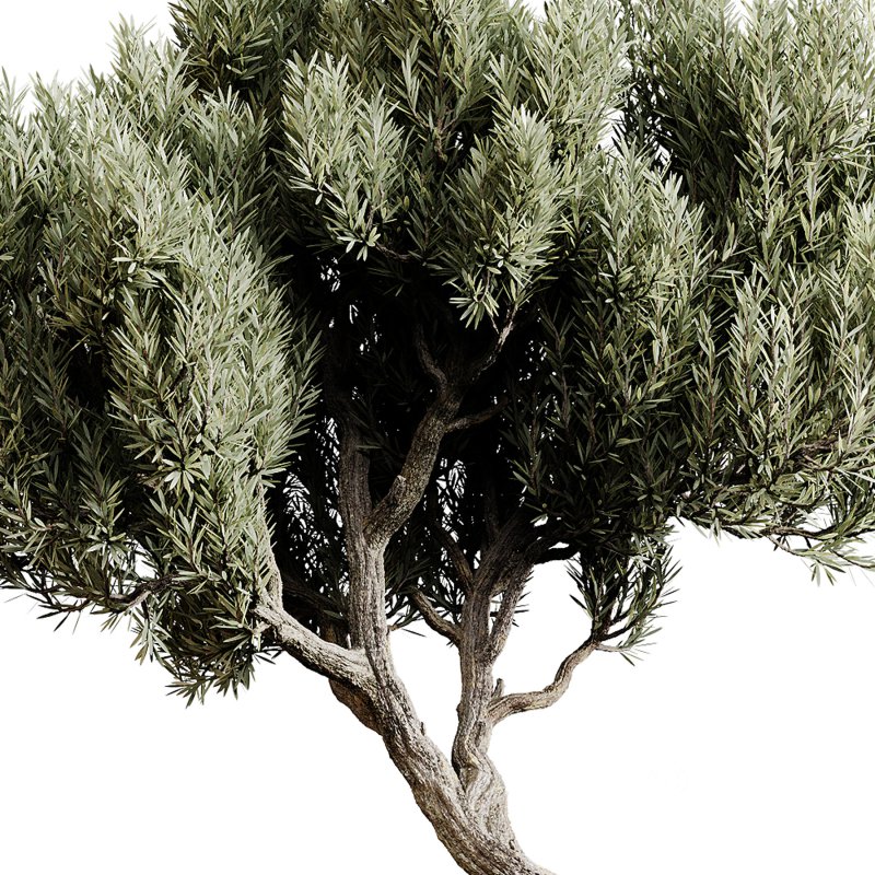 Indoor plants 80 – Plant in pot Image 3