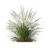ntal grasses—**Nassella tenuissima**, also known as Mexican Feather Grass, and **Carex elata ‘Aurea’**, a golden sedge celebrated for its radiant chartreuse foliage. - Thumbnail 1