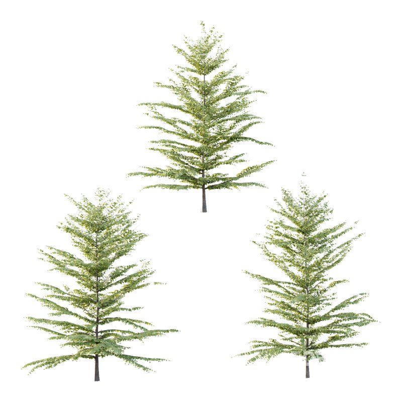 Fagus Grandifolia Tree 07 Image 1