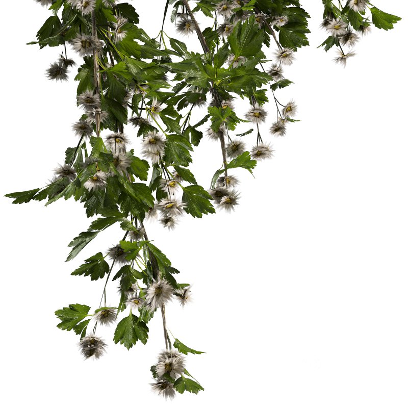 coolection Plants bouquet vase Image 4